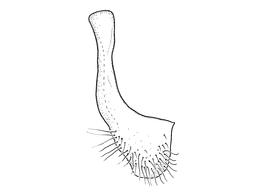   Anthidium atripes  male, diagram showing ventral view of seventh sternum (S7), diagram from Gonzalez and Griswold 2013 
